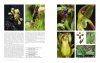 Orchidées d'Europe: Fleur et Pollinisation [European Orchids: Flowers and Pollination]