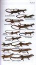 Peterson Field Guide to Reptiles and Amphibians of Eastern and Central North America