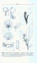 Flore du Gabon, Volume 47: Aloaceae, Meliaceae, Peridiscaceae, Rhizophoraceae