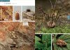 Suomen Lukit ja Valeskorpionit [Finnish Harvestmen and Pseudoscorpions]