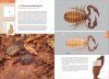 Suomen Lukit ja Valeskorpionit [Finnish Harvestmen and Pseudoscorpions]