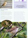 Discover Shetland's Birds