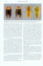Diving Beetles of the World