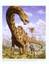 The Sauropod Dinosaurs
