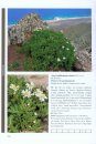 Die Farn- und Blütenpflanzen der Kanarischen Inseln [The Ferns and Flowering Plants of the Canary Islands]