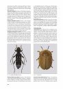 I Coleotteri delle Riserve Naturali Gestite dall'U.T.B. di Belluno [The Beetles of the Natural Reserves Managed by UTB Belluno]