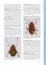 I Coleotteri delle Riserve Naturali Gestite dall'U.T.B. di Belluno [The Beetles of the Natural Reserves Managed by UTB Belluno]