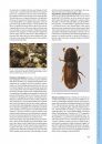 I Coleotteri delle Riserve Naturali Gestite dall'U.T.B. di Belluno [The Beetles of the Natural Reserves Managed by UTB Belluno]