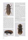 I Coleotteri delle Riserve Naturali Gestite dall'U.T.B. di Belluno [The Beetles of the Natural Reserves Managed by UTB Belluno]