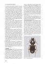 I Coleotteri delle Riserve Naturali Gestite dall'U.T.B. di Belluno [The Beetles of the Natural Reserves Managed by UTB Belluno]