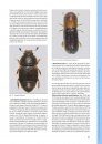 I Coleotteri delle Riserve Naturali Gestite dall'U.T.B. di Belluno [The Beetles of the Natural Reserves Managed by UTB Belluno]