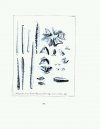 Naturgeschichte der Seeigel [The Natural History of Sea Urchins]