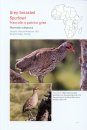 Terrestrial Gamebirds & Snipes of Africa