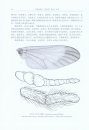 Fauna Sinica: Insecta, Volume 65: Diptera: Rhagionidae: Athericidae [Chinese]