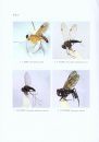 Fauna Sinica: Insecta, Volume 65: Diptera: Rhagionidae: Athericidae [Chinese]