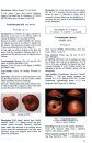 Land Snails on the Solomon Islands, Volume 3