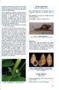 Land Snails on the Solomon Islands, Volume 3