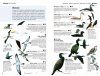Faune et Flore de la Mer Méditerranée: Guide Visuel [Marine Wildlife of the Mediterranean]
