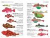 Faune et Flore de la Mer Méditerranée: Guide Visuel [Marine Wildlife of the Mediterranean]