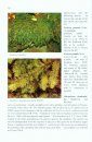 A Survey of the Bryophytes Known from the Aegean Islands