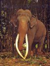 Sri Lanka's Tame Elephants