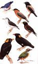 An Illustrated Guide to the Birds of Sri Lanka