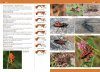A Photographic Guide to Insects of Southern Europe & the Mediterranean