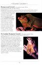 A Naturalist's Guide to the Reptiles of India