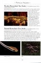 A Naturalist's Guide to the Reptiles of India