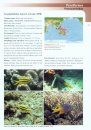 Common Reef Fishes of North Sulawesi, Indonesia
