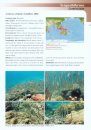 Common Reef Fishes of North Sulawesi, Indonesia