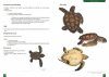 Identifier les Reptiles de France Métropolitaine [Identifying Reptiles of Metropolitan France]