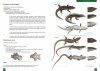 Identifier les Reptiles de France Métropolitaine [Identifying Reptiles of Metropolitan France]