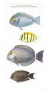 Field Guide to Reef Fishes of Sri Lanka (2-Volume Set)