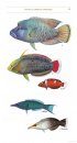 Field Guide to Reef Fishes of Sri Lanka (2-Volume Set)