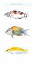 Field Guide to Reef Fishes of Sri Lanka (2-Volume Set)