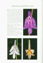 Terrestrial Orchids