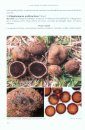 Funghi Ipogei: Catalogo Illustrato delle Specie della Brianza, dei Territori Lariani e delle Zone Limitrofe [Hypogeous Fungi: Illustrated Catalogue of Species from Brianza, the Region of Lariani and Neighbouring Areas]