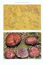 Funghi Ipogei: Catalogo Illustrato delle Specie della Brianza, dei Territori Lariani e delle Zone Limitrofe [Hypogeous Fungi: Illustrated Catalogue of Species from Brianza, the Region of Lariani and Neighbouring Areas]