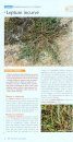 Guide des Plantes Méditerranéennes: Littoral de la France Continentale et de la Corse [Guide to Mediterranean Plants: The Coast of Mainland France and Corsica]