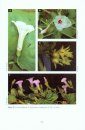 Flora of Peninsular Malaysia, Series II: Seed Plants, Volume 5