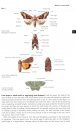 Field Guide To The Moths Of Great Britain And Ireland | NHBS Field ...