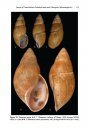 ZooKeys 588: Synopsis of Central Andean Orthalicoid Land Snails (Gastropoda, Stylommatophora), Excluding Bulimulidae