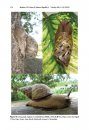 ZooKeys 588: Synopsis of Central Andean Orthalicoid Land Snails (Gastropoda, Stylommatophora), Excluding Bulimulidae