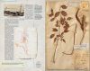 Explorers' Botanical Notebook