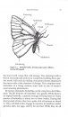 A Field Guide to Butterflies of the Greater Yellowstone Ecosystem