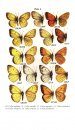 A Field Guide to Butterflies of the Greater Yellowstone Ecosystem