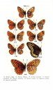 A Field Guide to Butterflies of the Greater Yellowstone Ecosystem