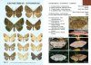 Moths of Victoria, Part 7: Bark Moths and Allies – Geometridae (D)