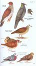 Peterson Field Guide to Birds of Northern Central America